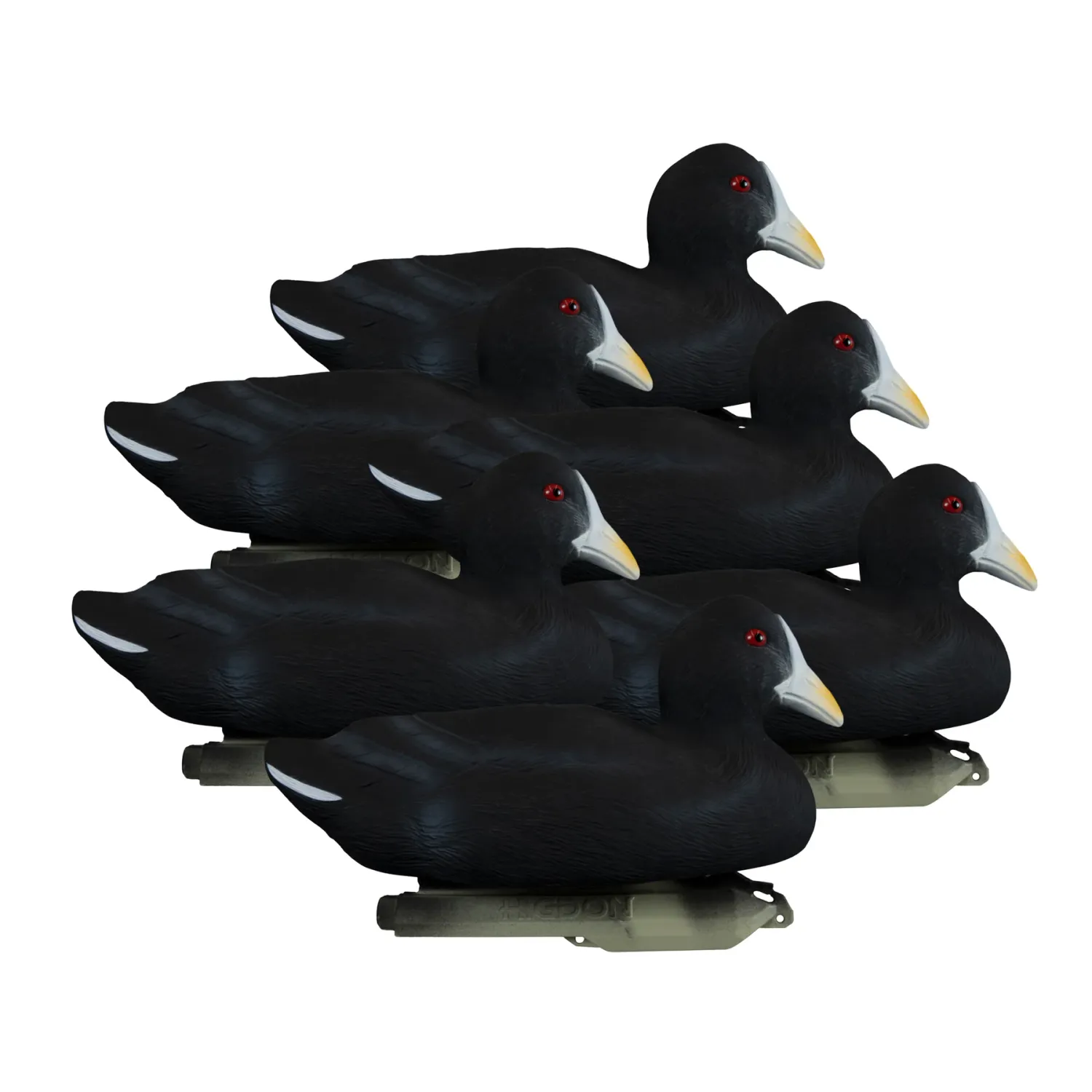Higdon Standard Coot