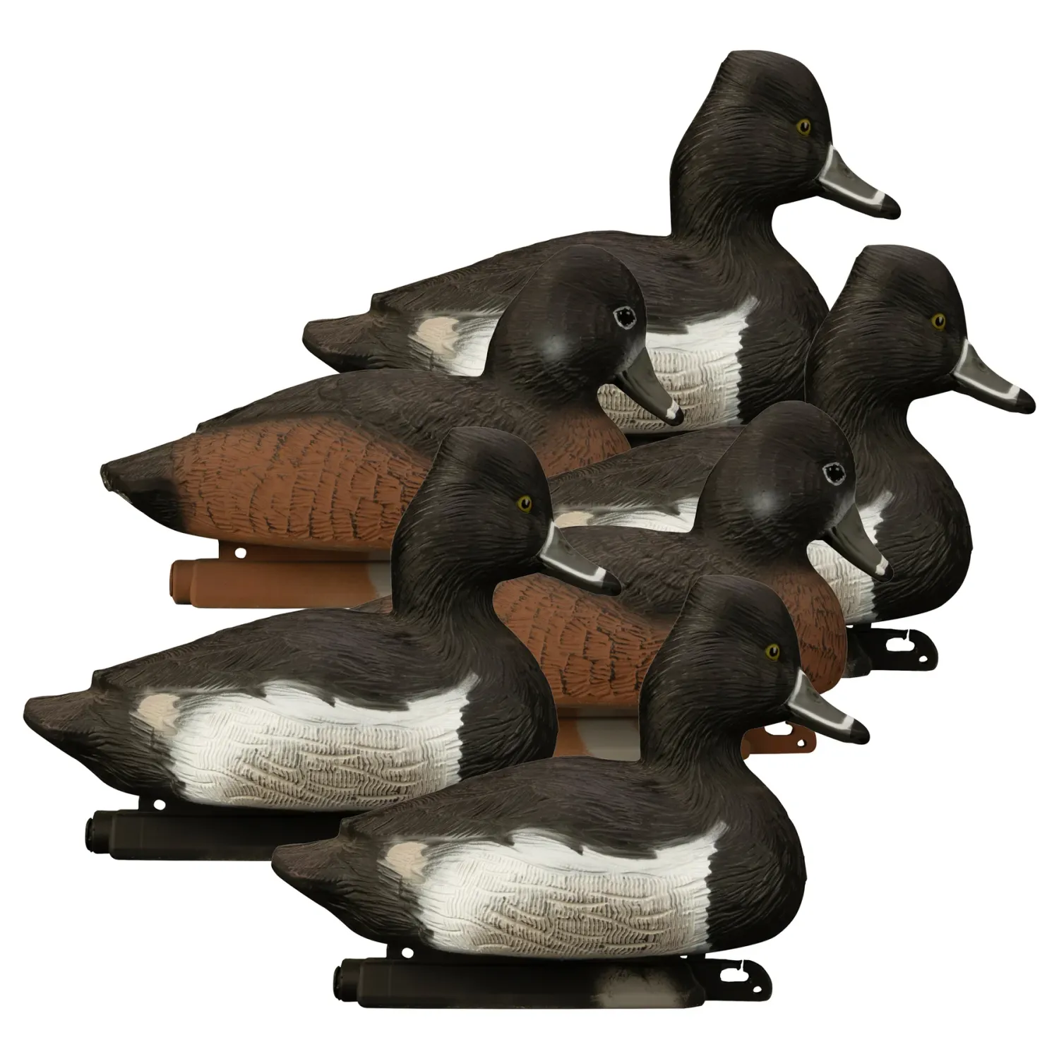 Higdon Standard Ringneck