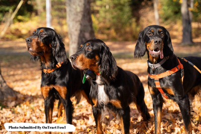 Flea &amp; Tick