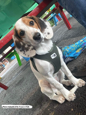 Harnesses &amp; Vests