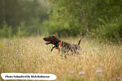 Training Scents