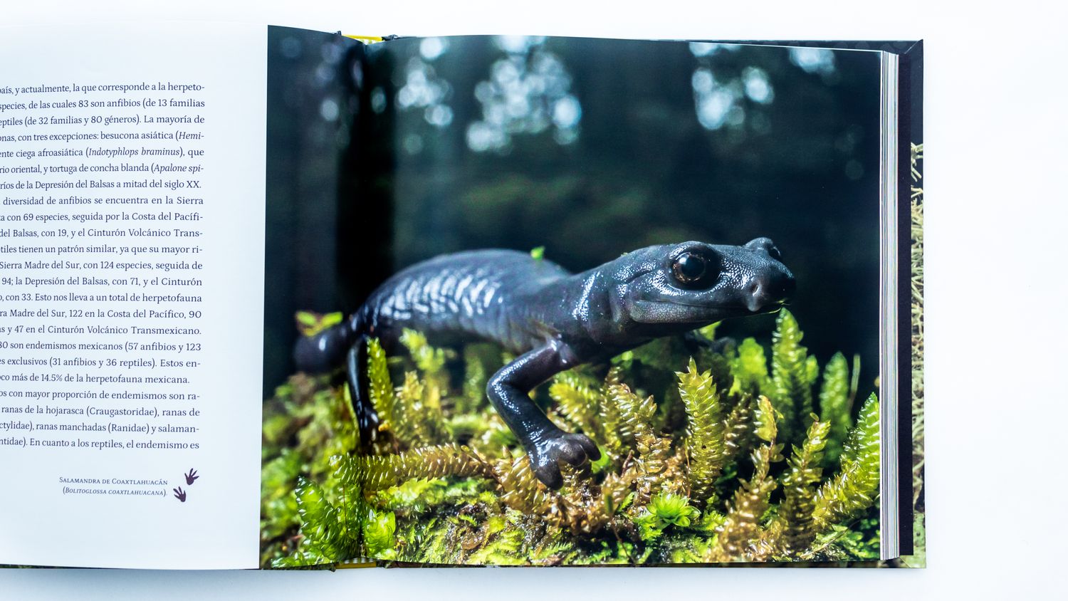 Arnulfo Moreno y Jorge Sosa Alejandre: Con sangre fría, a ras de suelo. Herpetofauna de Guerrero, México. Fotografía Interiores. Quintanilla Ediciones