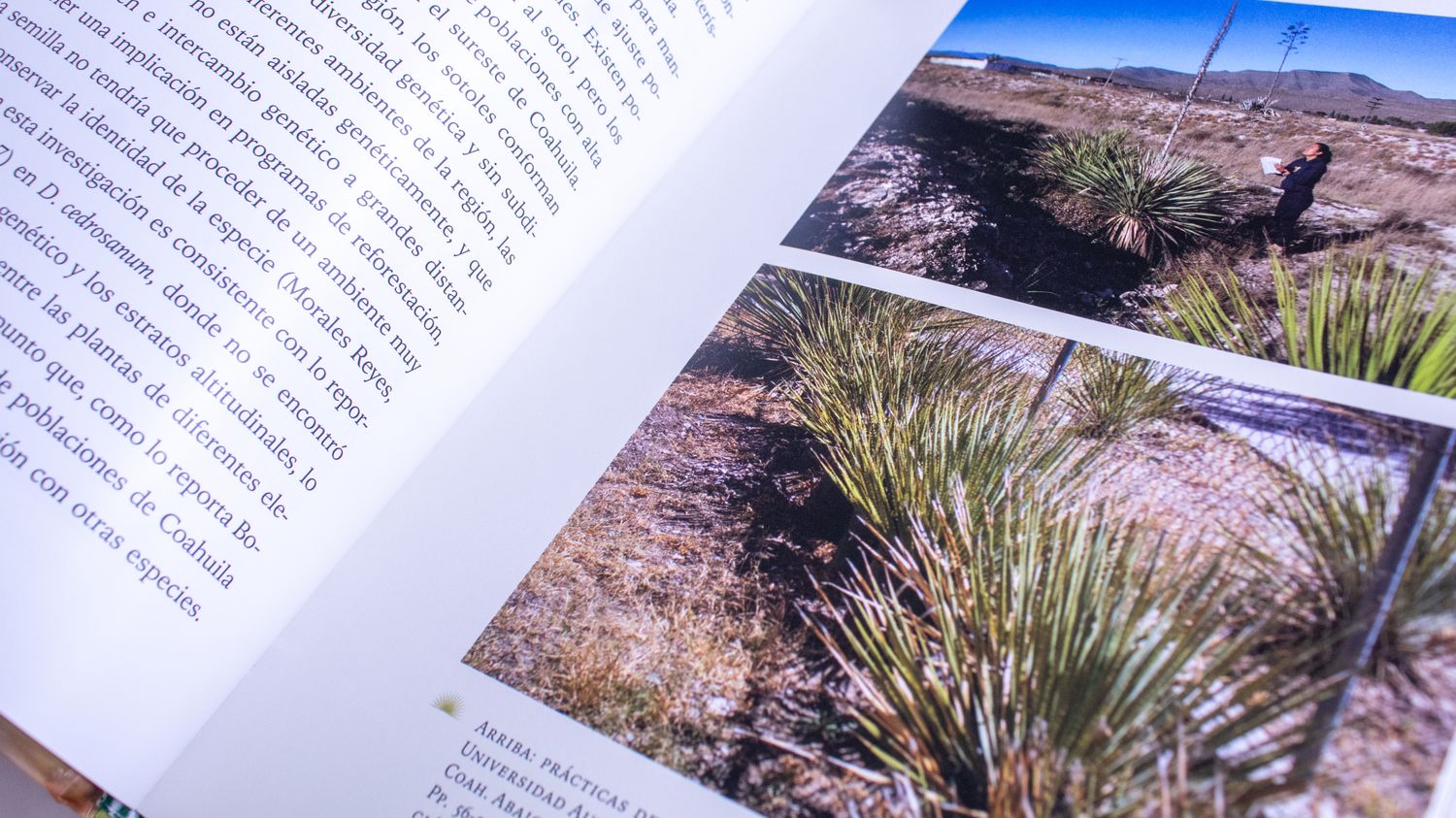 Manuel Humberto Reyes Valdés, Francisco Cázares Ugarte: Sotol. Un elixir con denominación de origen. Interiores. Quintanilla Ediciones