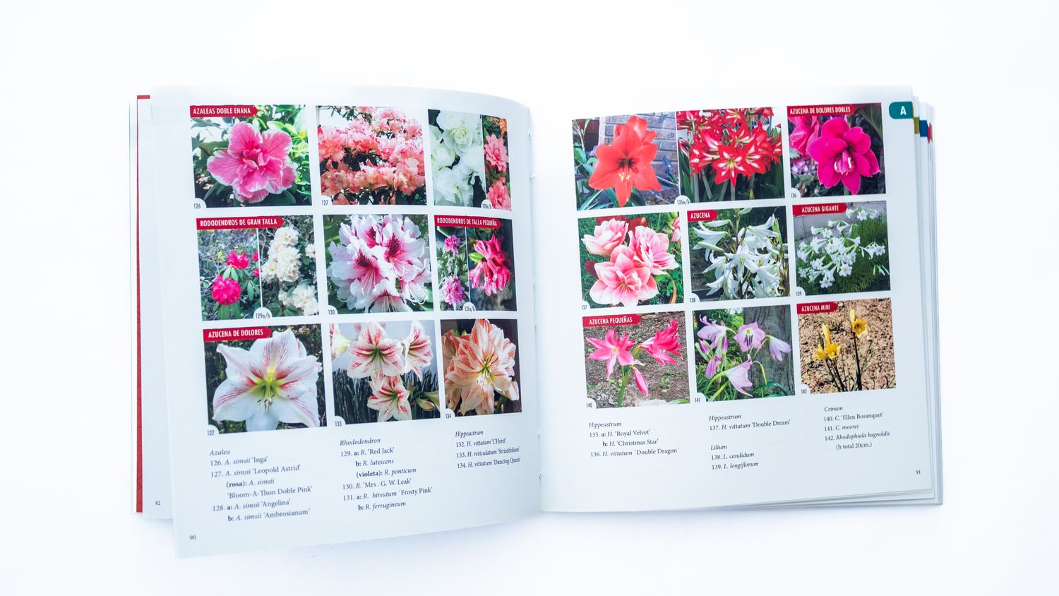 Judith Enedina Sánchez Cepeda, Laura Gurrola Méndez: Sólo Flores. Interiores. Quintanilla Ediciones