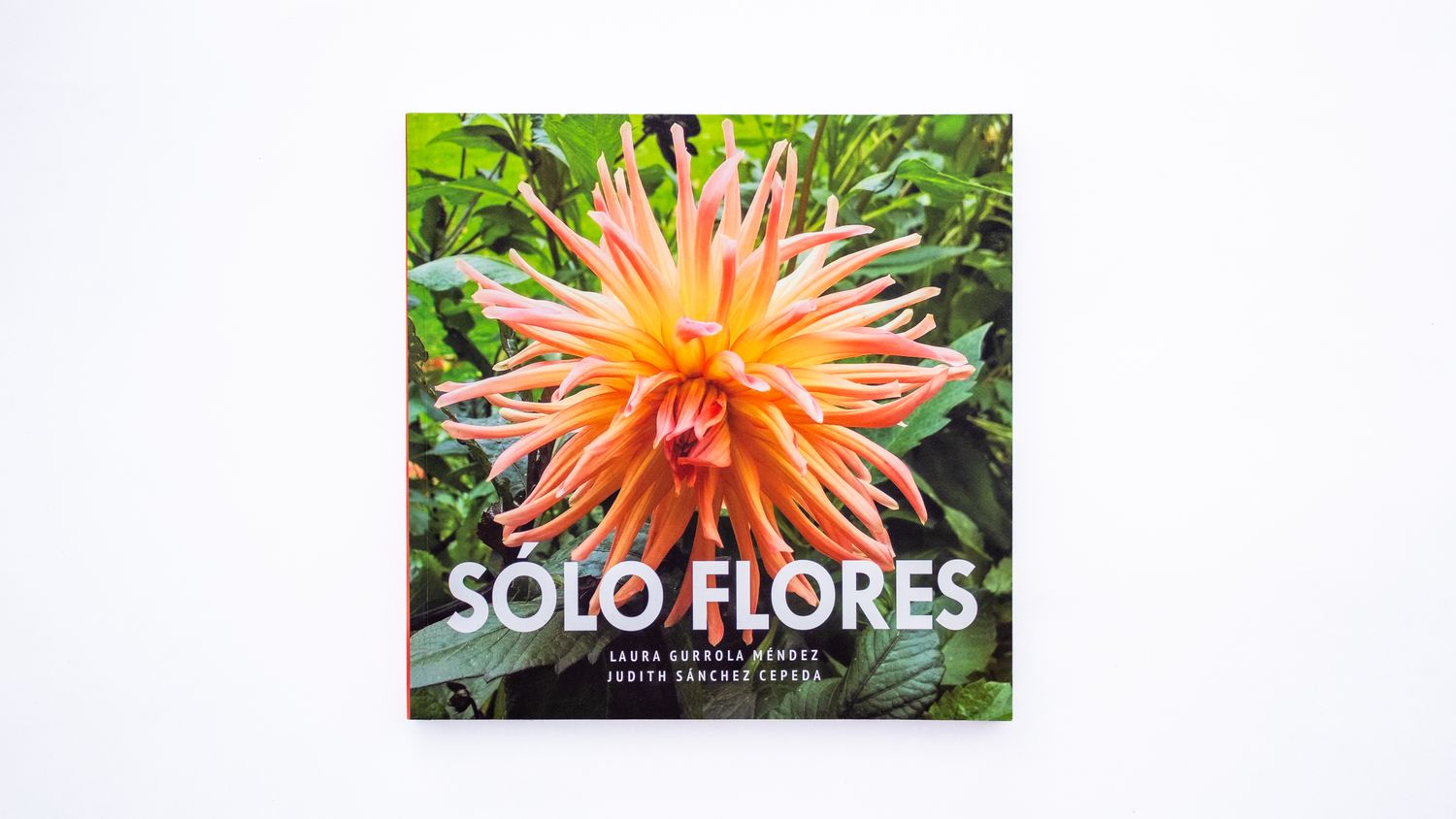 Sólo flores Judith Enedina Sánchez Cepeda, Laura Gurrola Méndez: Sólo Flores. Portada. Quintanilla Ediciones