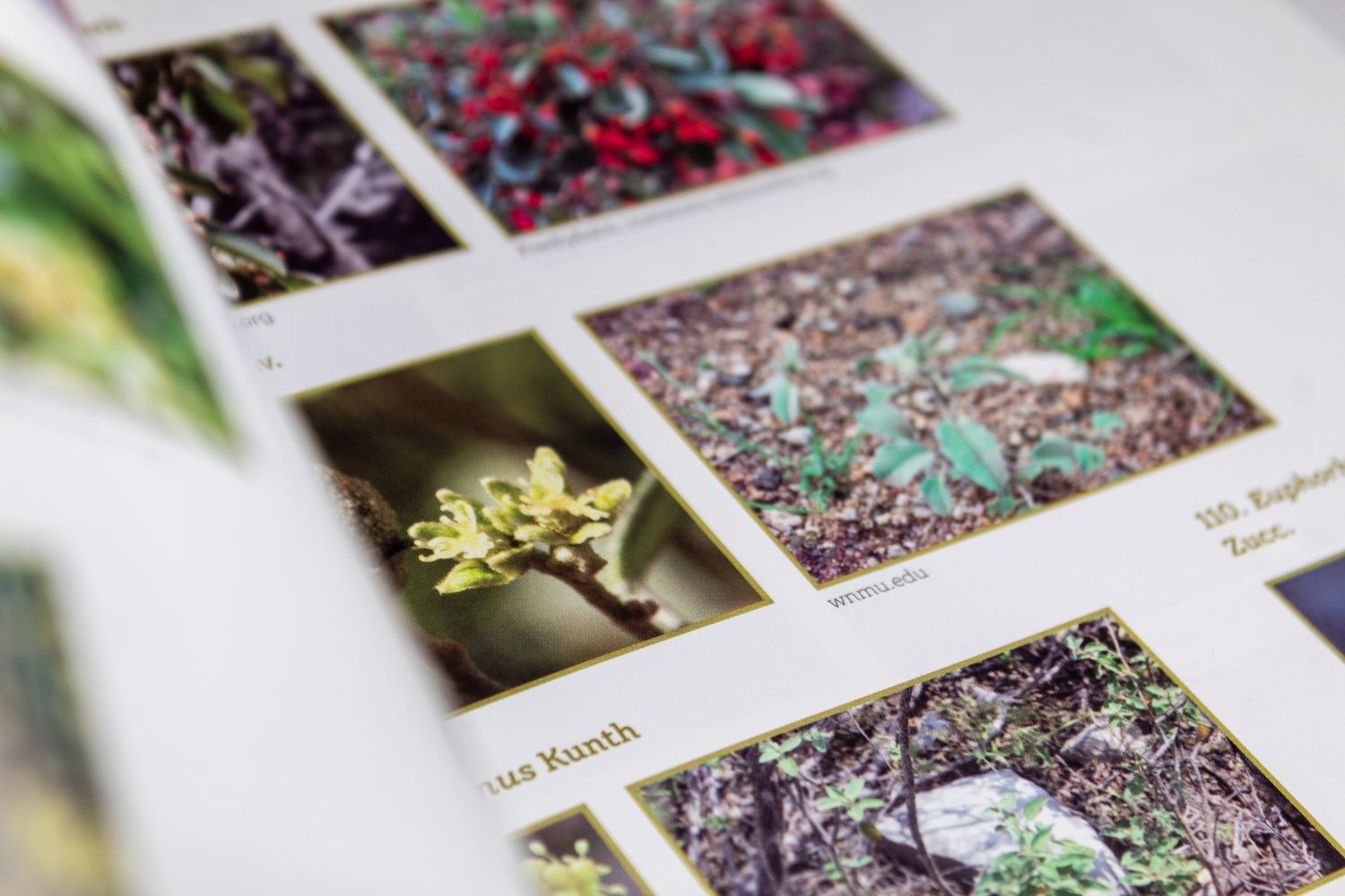 Plantas de pastizales del norte de México_Ricardo Vásquez, José Villarreal, Jesús Valdés_Quintanilla Ediciones_Fotografía