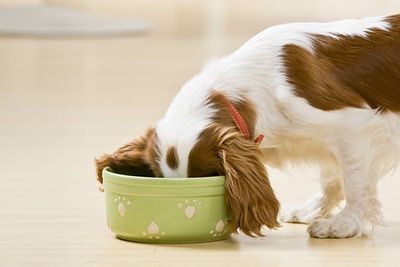 Dog Food