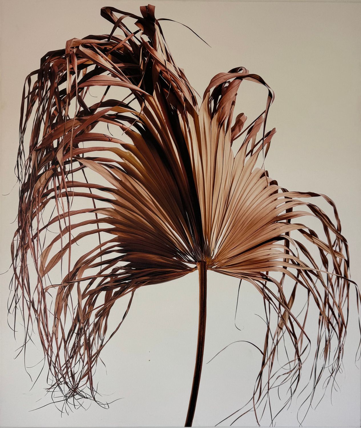 DRIED PALM  34X40 - ROLLED ONLY/NOT FRAMED