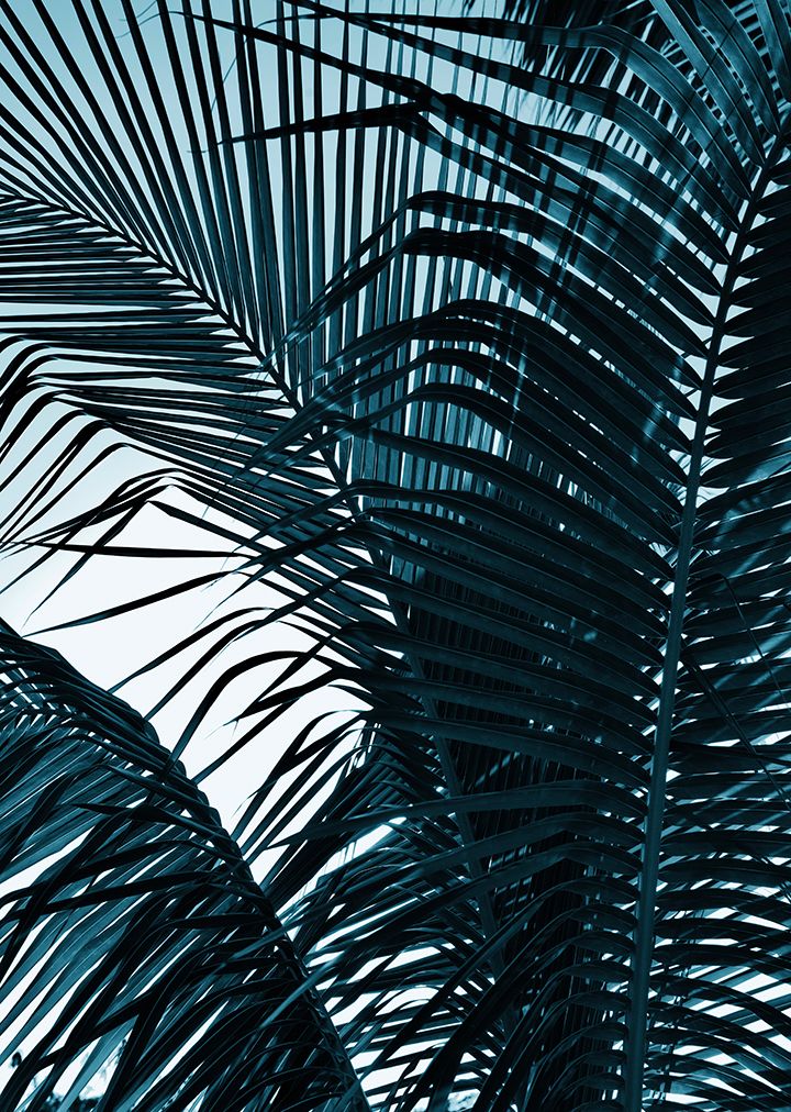 BLUE PALMS 24" x 50" -  rolled/not stretched