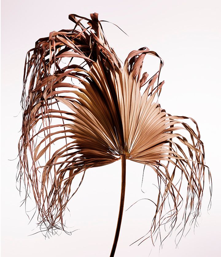 OASIS PALM