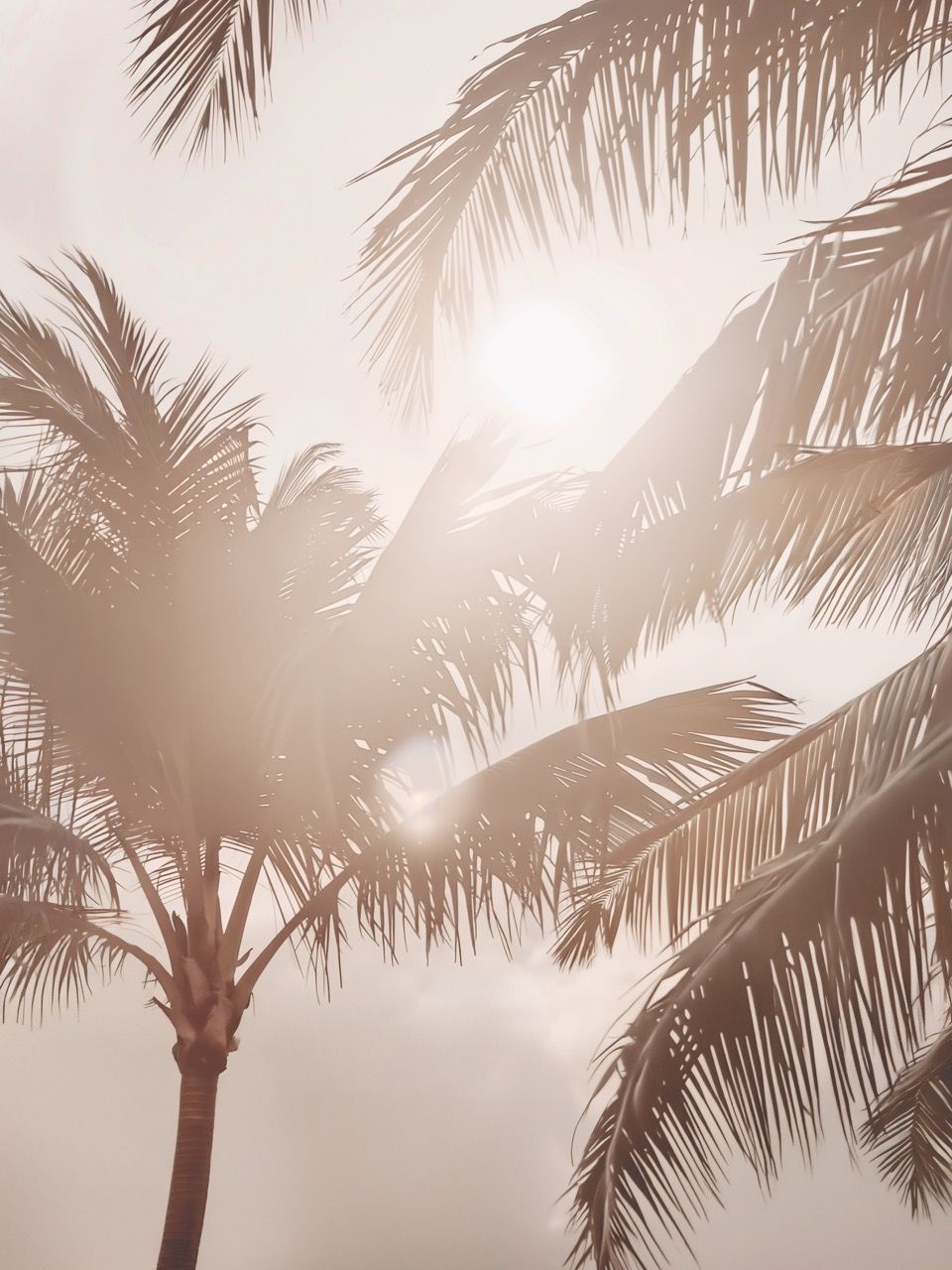 MOONLIGHT PALM - ROLLED