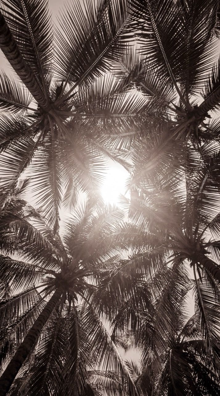 PALM FOREST