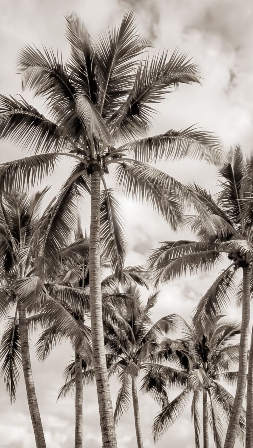 SWAYING PALMS