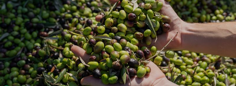 Olio