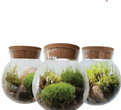 Moss Bowl - Grow Your Own Oasis