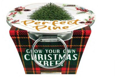Perfect Pine - Grow Your Own Christmas Tree
