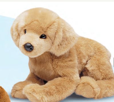 Honey Golden Retriever