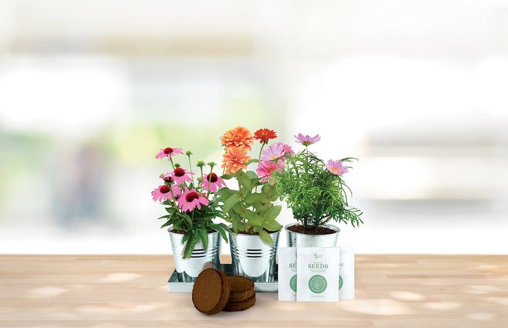 Save the Bees 3 Pot Windowsill Grow Kit
