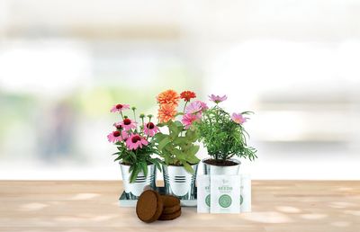 Save the Bees 3 Pot Windowsill Grow Kit