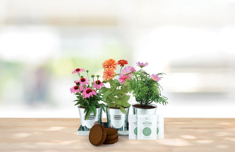 Save the Bees 3 Pot Windowsill Grow Kit