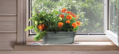 My First Garden Windowsill Grow Kit