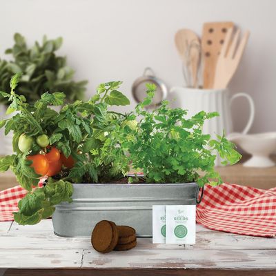 Taco Night Windowsill Grow Kit