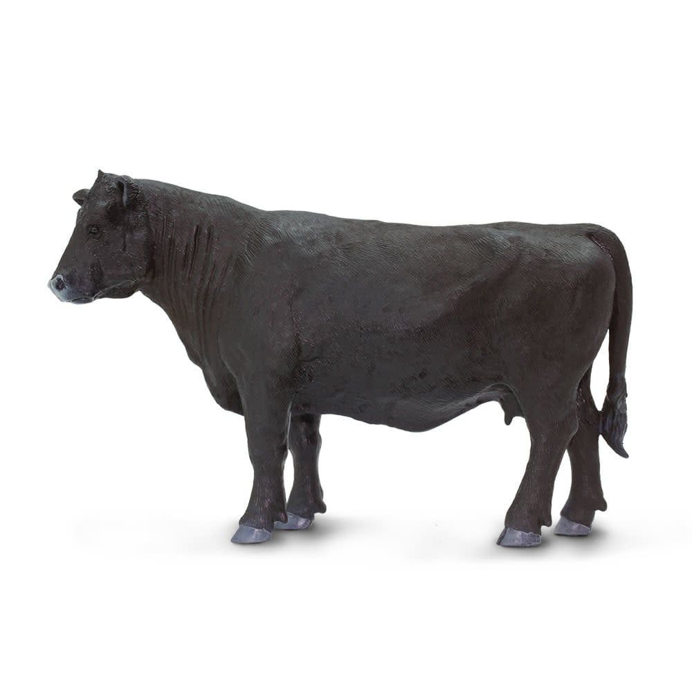 Angus Cow