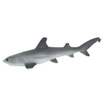 Whitetip Reef Shark