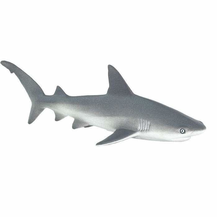 Gray Reef Shark