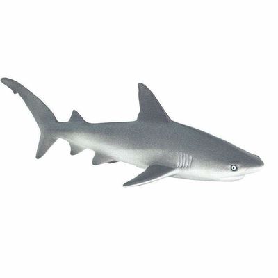 Gray Reef Shark