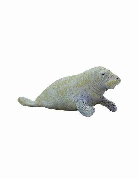Manatee