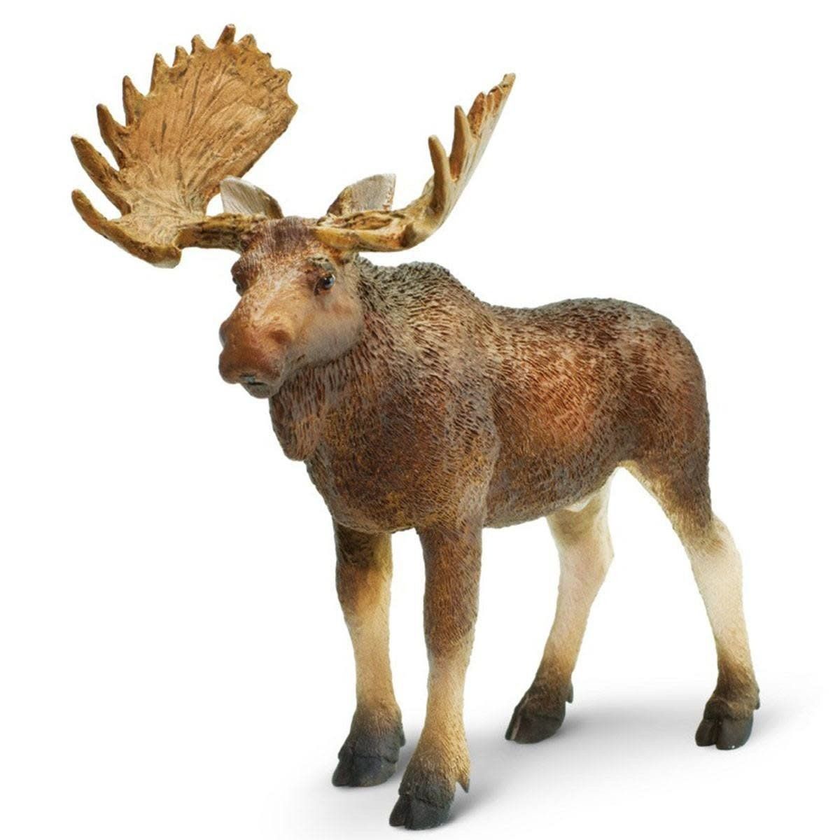 Bull Moose
