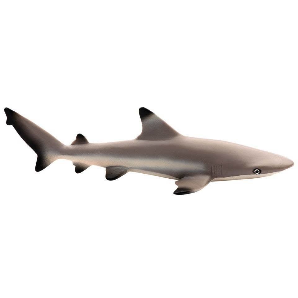 Blacktip Reef Shark