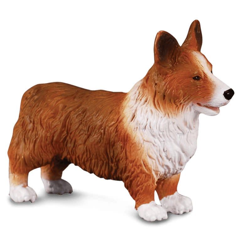 Welsh Corgi