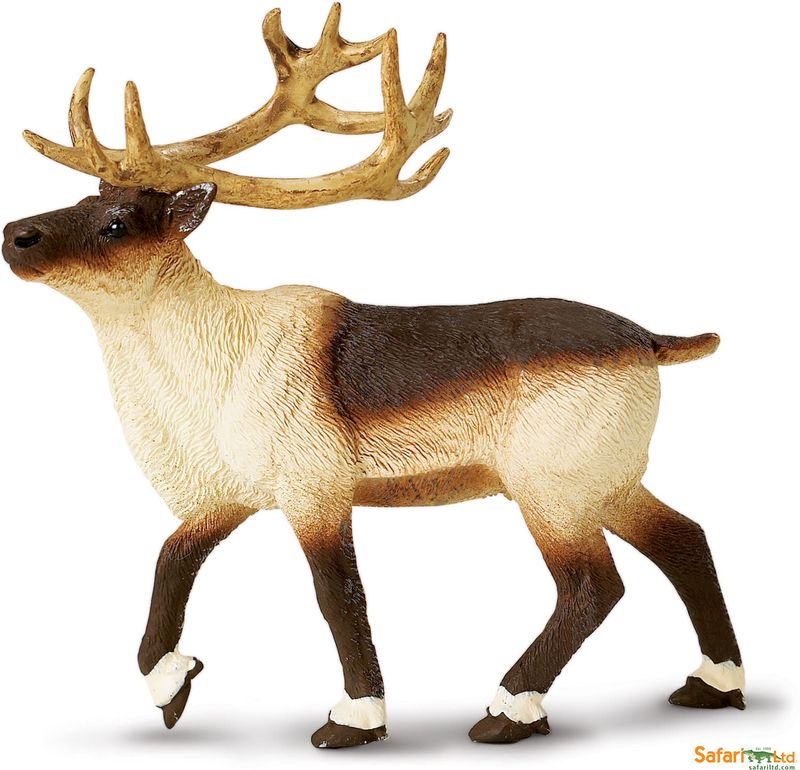 Reindeer