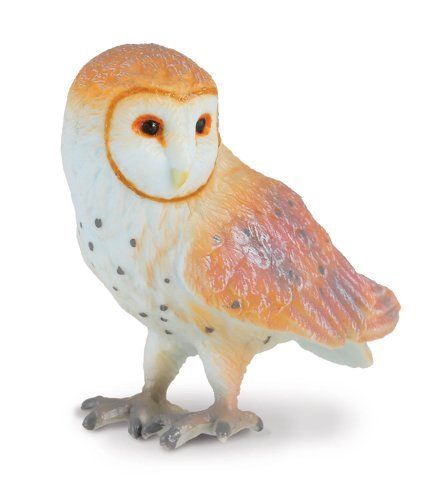 Barn Owl