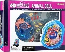 4D Animal Cell Anatomy