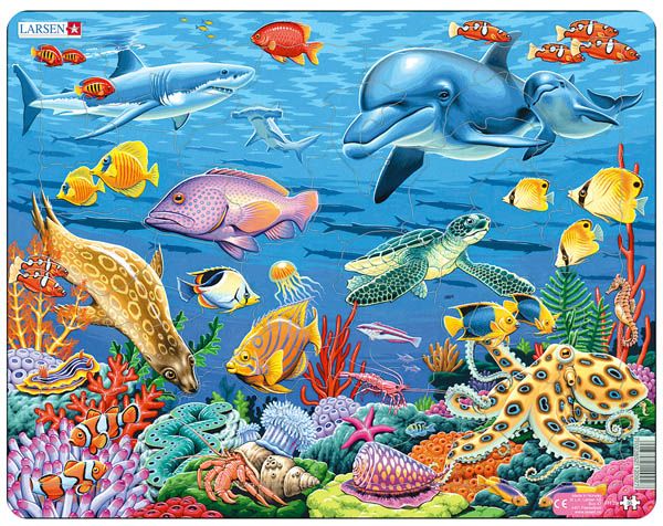 Coral Reef 35 pc