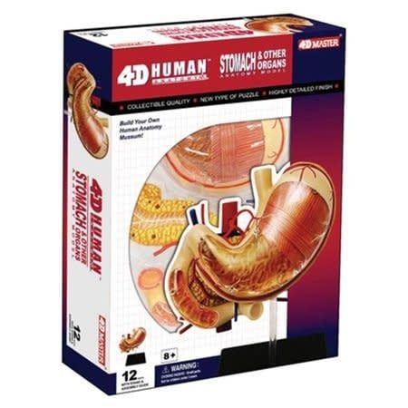 4D Stomach &amp; Organs Anatomy