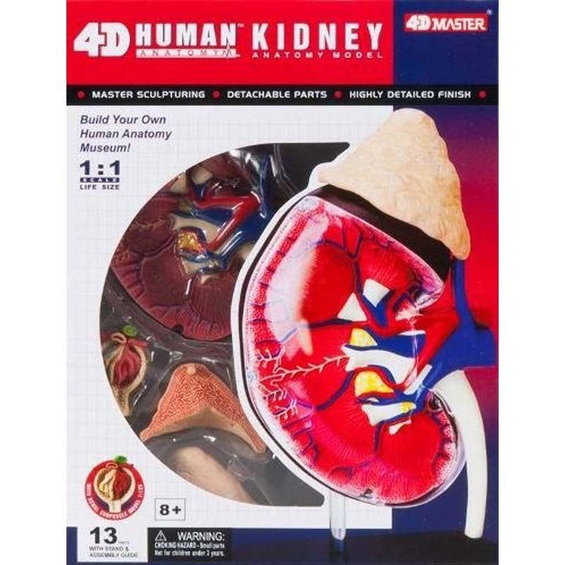 4-D Kidney