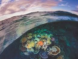 Great Barrier Reef 1000 pc