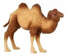 Bactrian Camel