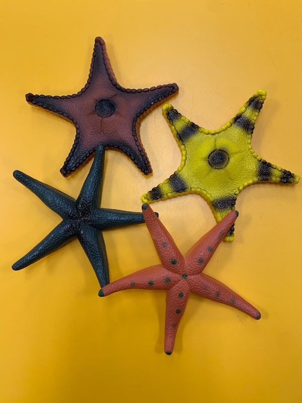 StarFish 4&quot; Single Item