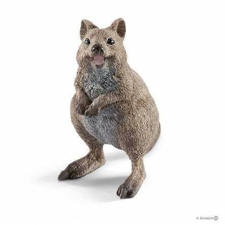 Quokka