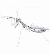Praying Mantis