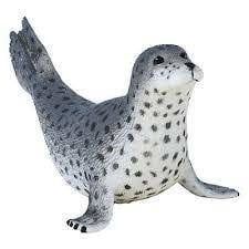 Spotted Seal