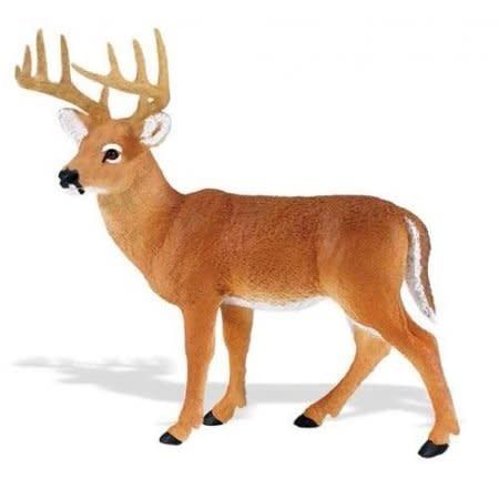 Whitetail Buck