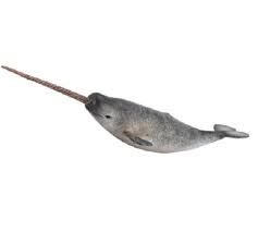 Narwhal