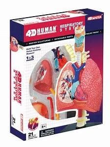 4D Respiratory System Anatomy
