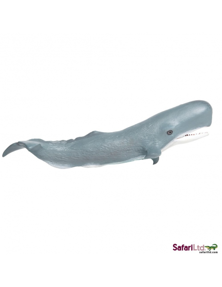 Sperm Whale